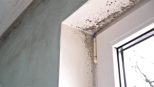 Best Black Mold Remediation in Oak Harbor, OH
