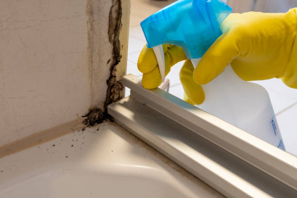 Best Commercial Mold Remediation in Oak Harbor, OH