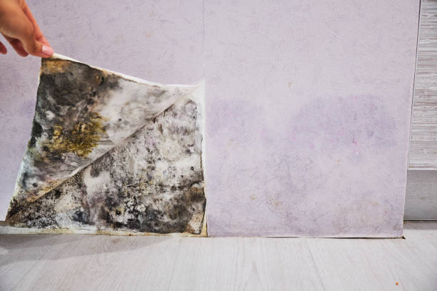 Best Insurance-Related Mold Remediation in Oak Harbor, OH